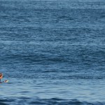 貸切サーフィン